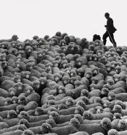 varietas:János Eifert (b.1943): Nyáj (1978) / Flock of sheep