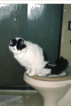 derpycats:  This is Laroco. He always pee