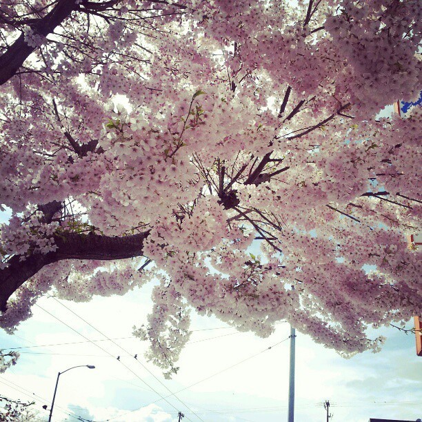 Cherry blossom  (Taken with Instagram at Chinatown)