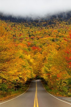 bluepueblo:  Autumn Tree Tunnel, Smuggler’s