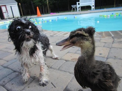 toptumbles:What the Duck