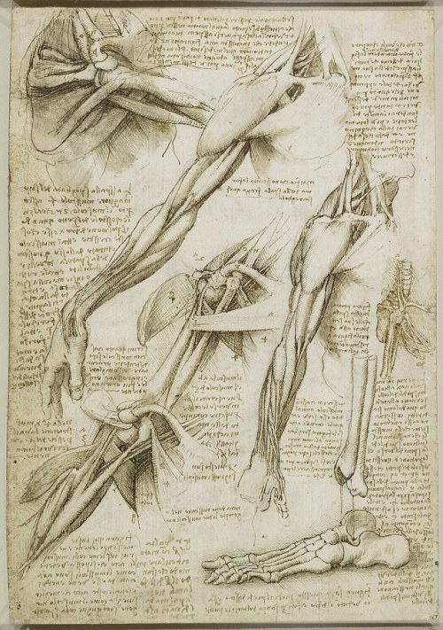 nerdinlove:A Da Vinci drawing forom 1511 of drawings of muscles of the shoulder and arm, and the bon