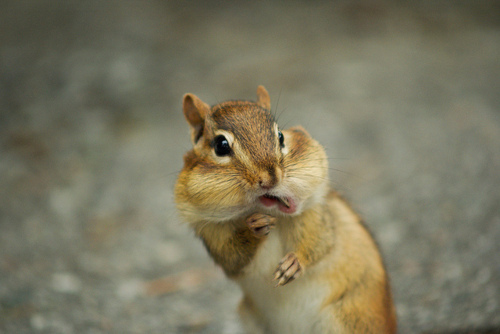 Reminds me that even if I eat like this squirrel and I&rsquo;m not eating all