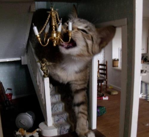 david-tennants-ass:  I THOUGHT THAT WAS ACTUALLY A GIANT CAT IN A HOUSE UNTIL I REALIZED HOW STUPID 