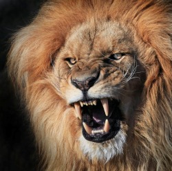 earth-song:  “Angry” by Klaus Wiese 