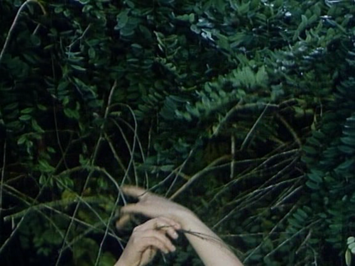 daiseas:  Ovoce stromu rajských jíme (Fruit of Paradise) Věra Chytilová (1970)