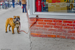 English Bulldog Love