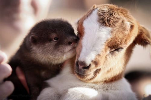 spazmatism:  terribullshit:  chilopodacrudus:  Otters AND goats? This is the perfect