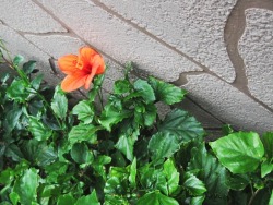 d'orange hibiscus