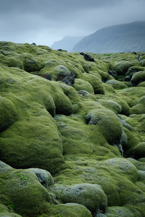 wanderthewood: Lava fields in Vestur-Skaftafellssýsla, Iceland by the london eye