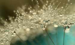 Raymaclean:  Dew Drops Sparkling On English Dandelions Provide The Inspiration For