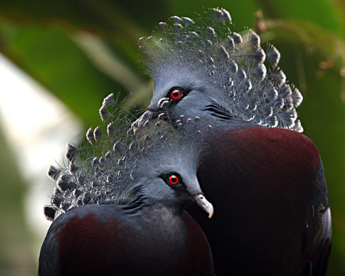 giraffeinatree:Meet the Flockers by jaki good on Flickr.