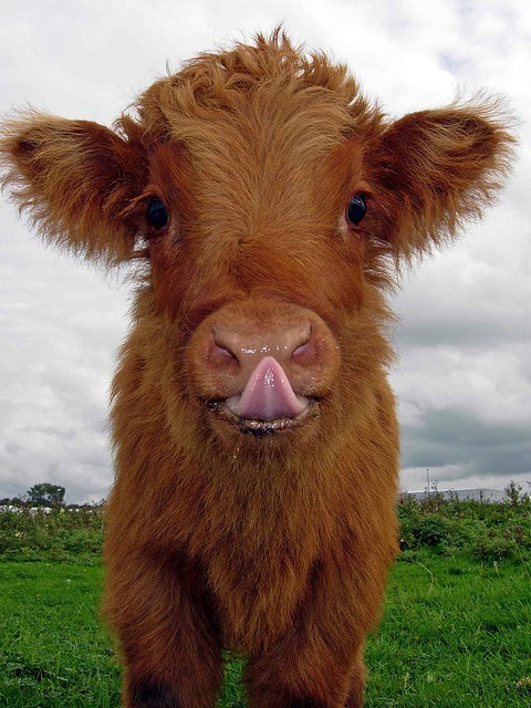 breathemystardust:  It is so cute! AHHHHH! I love animals so much it makes me cry.