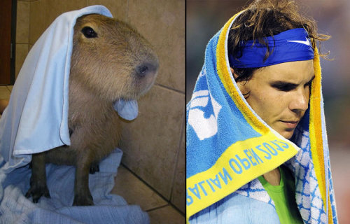 towel capybara