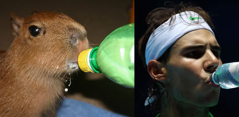 drinking capybara