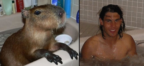 bathing capybara