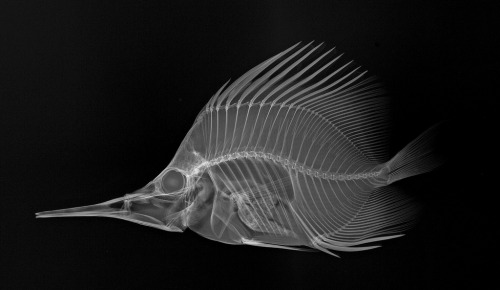 jtotheizzoe:What You See When You Turn A Fish Inside Out Sandra Raredon works at the Smithsonian’s