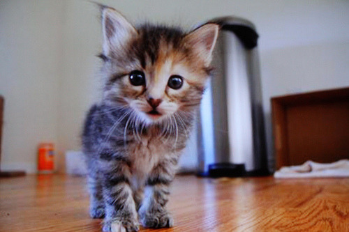 forevercats