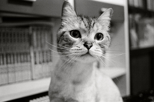 forevercats
