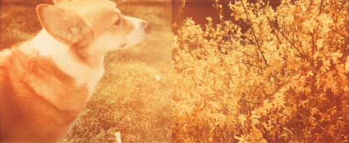 A Corgi and Flowers [Polaroid] on Flickr.©Rachel Marie Smith Photography