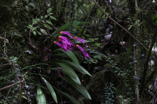 Masdevallia rosea, known from two states in Colombia (Narino and Putumayo) as well as Ecuador, where it grows from 2400 to 3400 meters in elevation. This individual was photographed in situ near Loja, Ecuador by je@n m@rc.