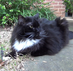 maudit:  I took my cat outside today. She has to eat grass for her bowel movements