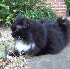 maudit:  I took my cat outside today. She has to eat grass for her bowel movements