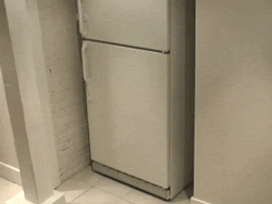 redsuspenders:  cat opens freezer 