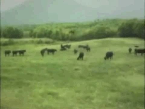  Cow stop Cow what are you doing Cow you can’t fly Cow stop that 