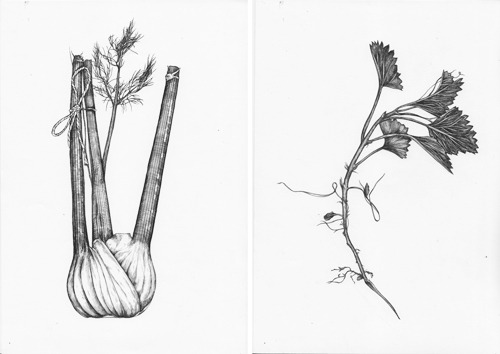 m-i-s-o:  Two scientific illustrations from Matt Wilkinson’s cookbook - Miso, 2012. 