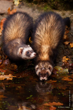 magicalnaturetour:   Photo “take a sip” by Johnny Krüger :) 