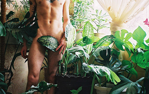 Leaf Greens