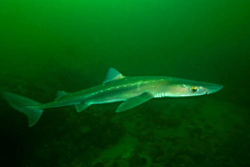 Squalus acanthias.