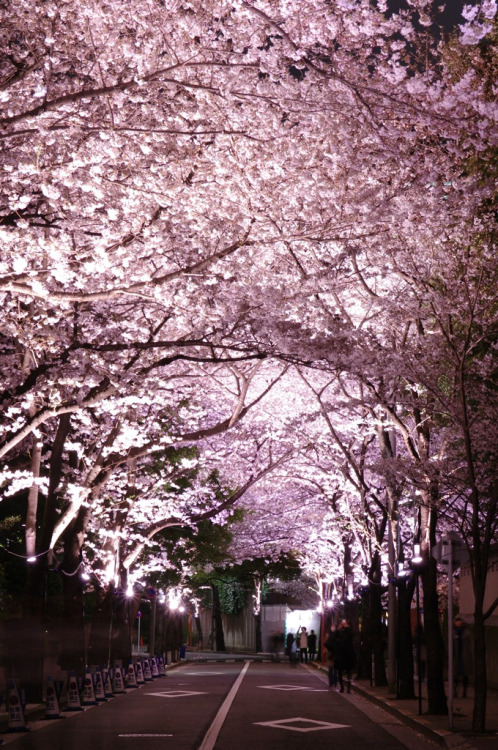 dontrblgme:
“ アークヒルズ サクラ フェスティバル　Ark Hills Sakura Festival 2012 (via ELCAN KE-7A)
”