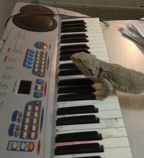 lizardsenjoyinglife:this lizard enjoys playing the keyboard.you and me, pal. you and me.