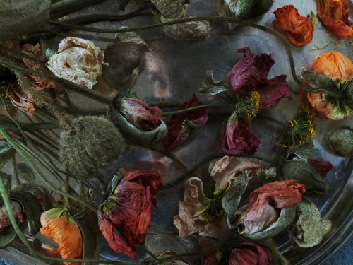 winter self with dead flowers Iva Jauss