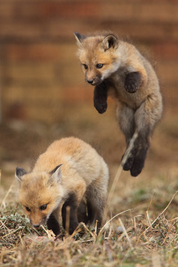 earthandanimals:  Red fox siblings at their