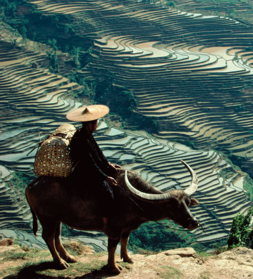 Hani Rice Terraces, China