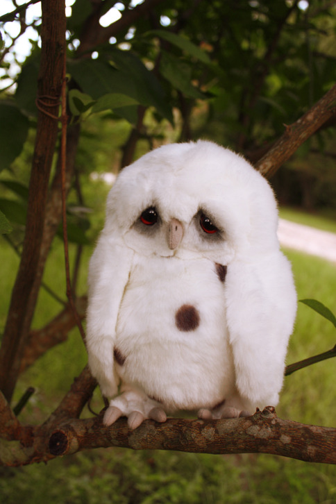 Mother fuck.  Is some kind of mutant owl?  Nothing is that cute and legitimately