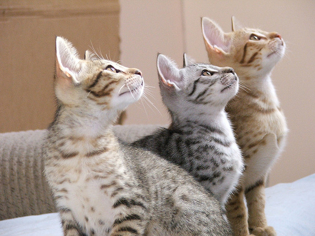 meow.