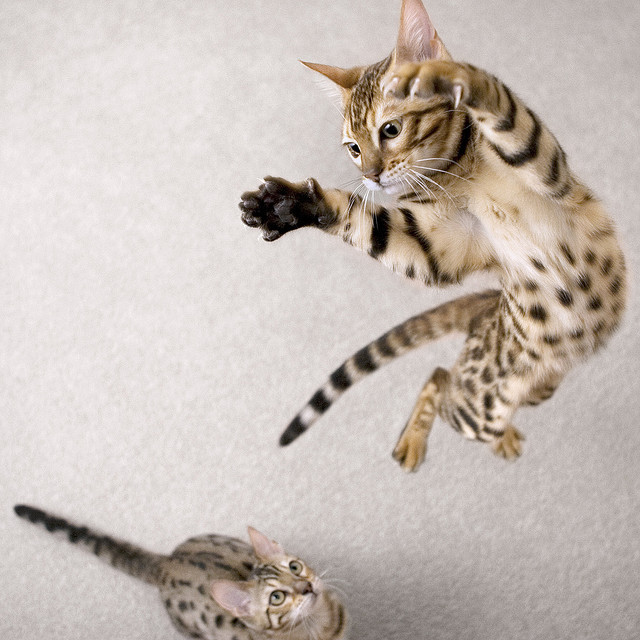 meow.
