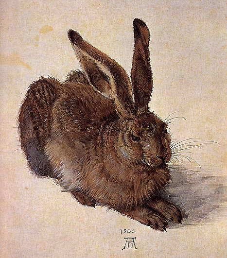 biomedicalephemera:  “Feldhase” - Field Hare More widely known as “Young Hare” or “Wild Hare”, Albrecht Durer’s 1502 painting of Lepus europaeus is widely recognized as one of the masterpieces of observational art.  The gouache and watercolor