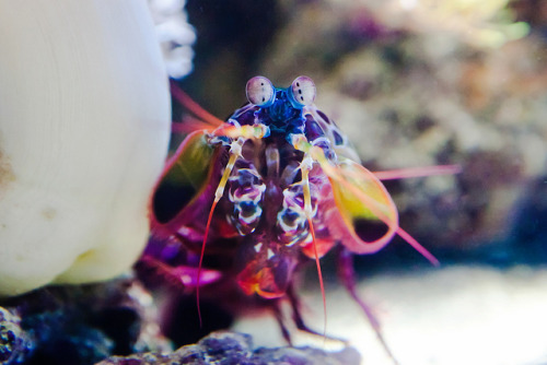 devotingfulltimetofloating:Peacock Mantis Shrimp by nuena on Flickr.This creature is just astounding