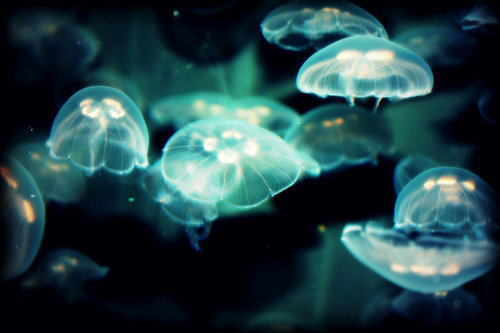 Moon jellyfish. Aurelia aurita.