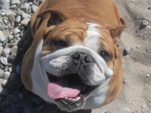 English Bulldog Love