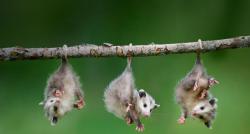 magicalnaturetour:  Possums by *Farug Bastadar* :) 