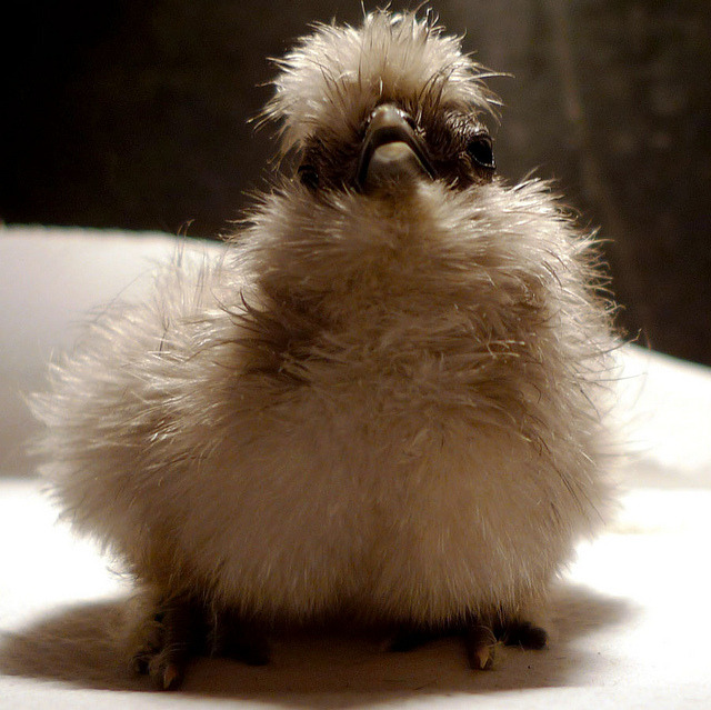 fat-birds:  silkie chick by Elizabeth Moriarty on Flickr. he looks like a llama.