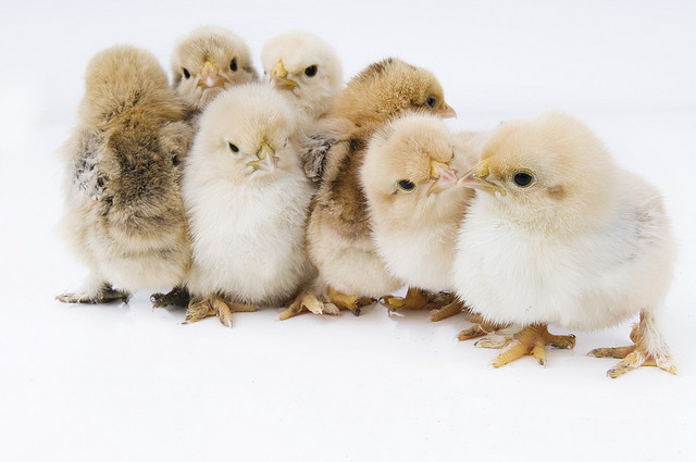 fat-birds:  nice and warm… by NOORDERSTROOM on Flickr.  @AdorableBipolar