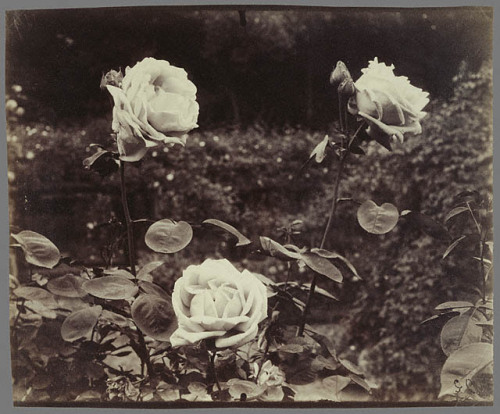 softpyramid:Eugene AtgetRosesFrench, Paris, 1922 - 1923 Albumen print 7 1/8 x 8 11/16 in.