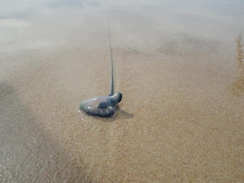 Portuguese man o’ war, or bluebottle Physalia physalis While spending time in Australia, I wen